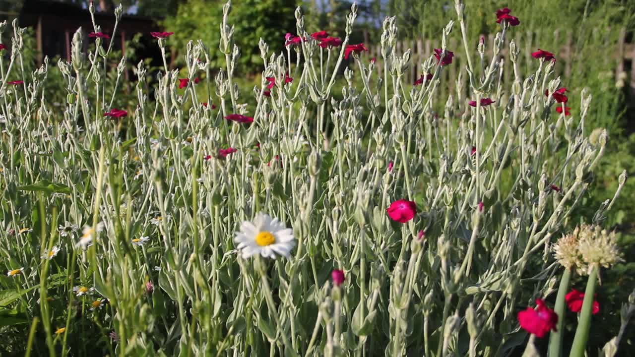 花冠地衣。视频下载