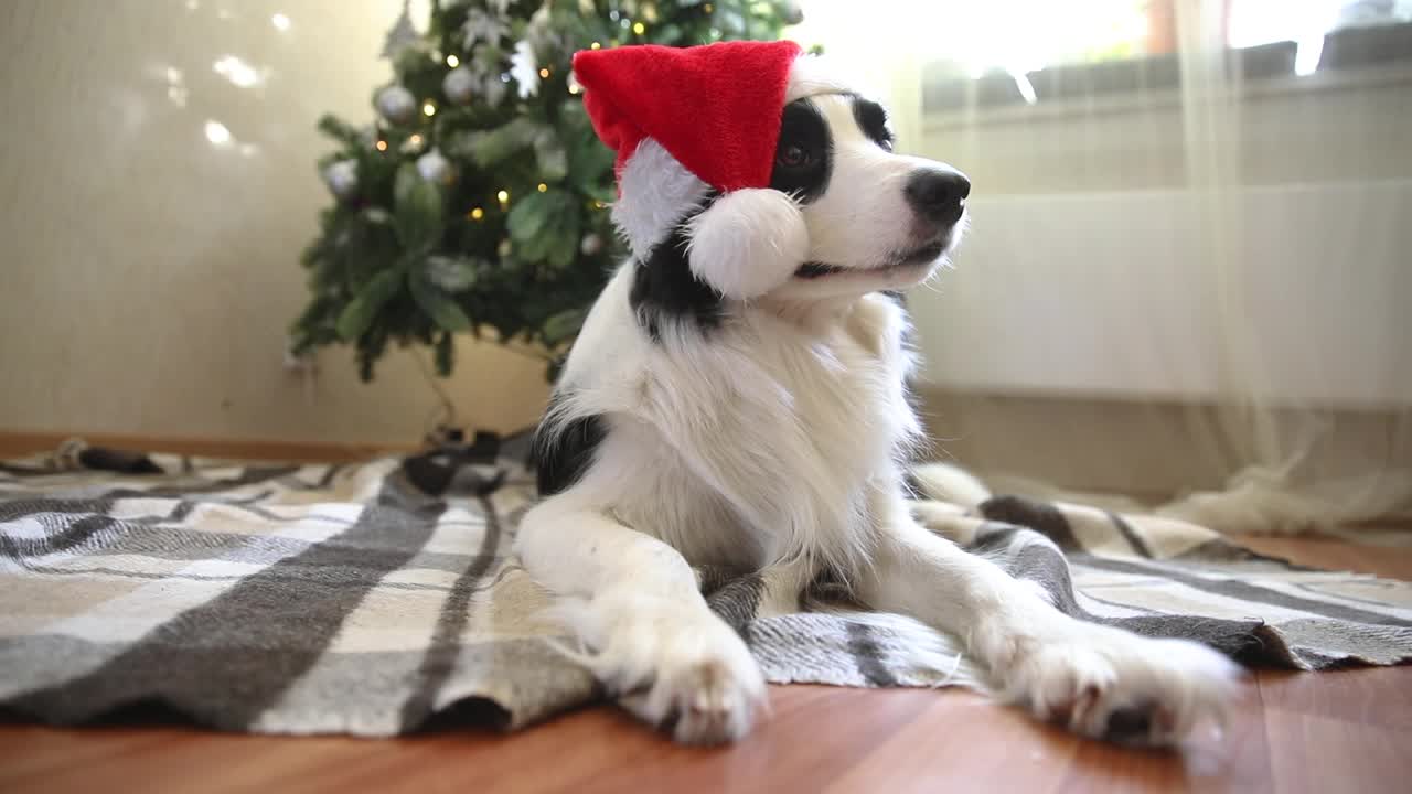 可爱的小狗狗边境牧羊犬的滑稽肖像穿着圣诞服装红色的圣诞老人帽子附近的圣诞树在室内背景。为假期做准备。圣诞快乐概念视频素材