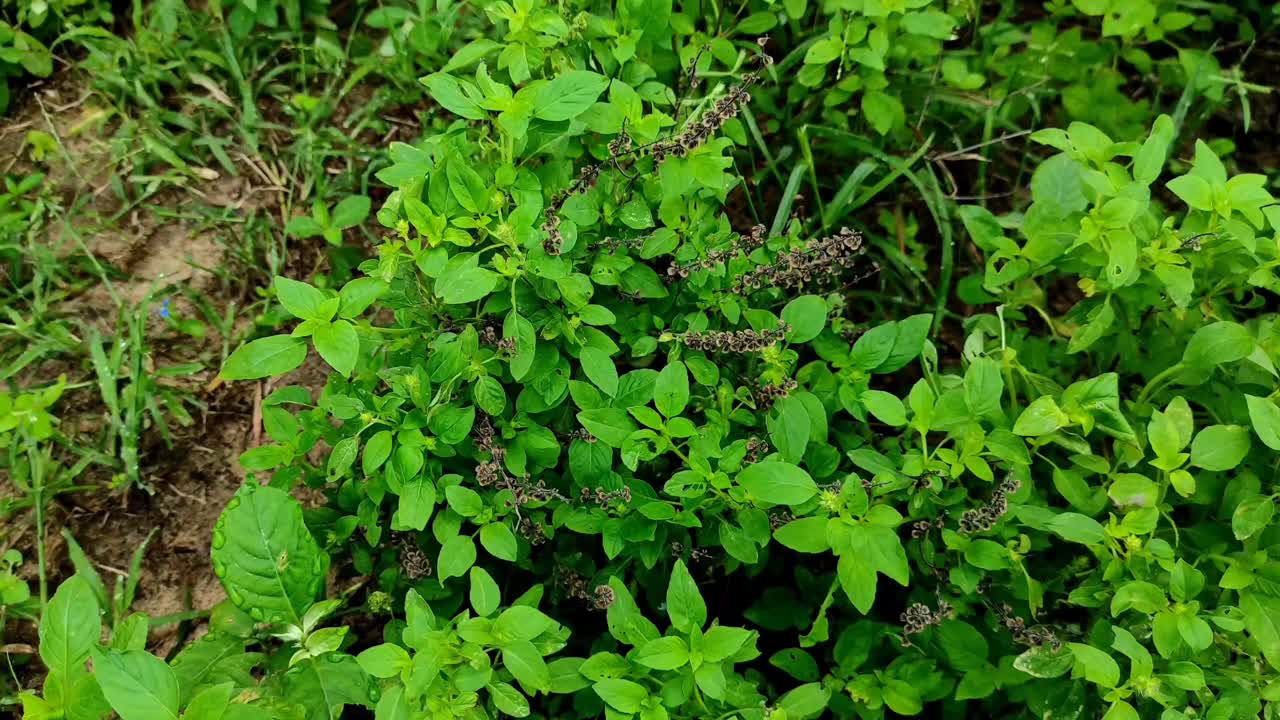 特写镜头常见的甜罗勒植物背景模糊视频素材