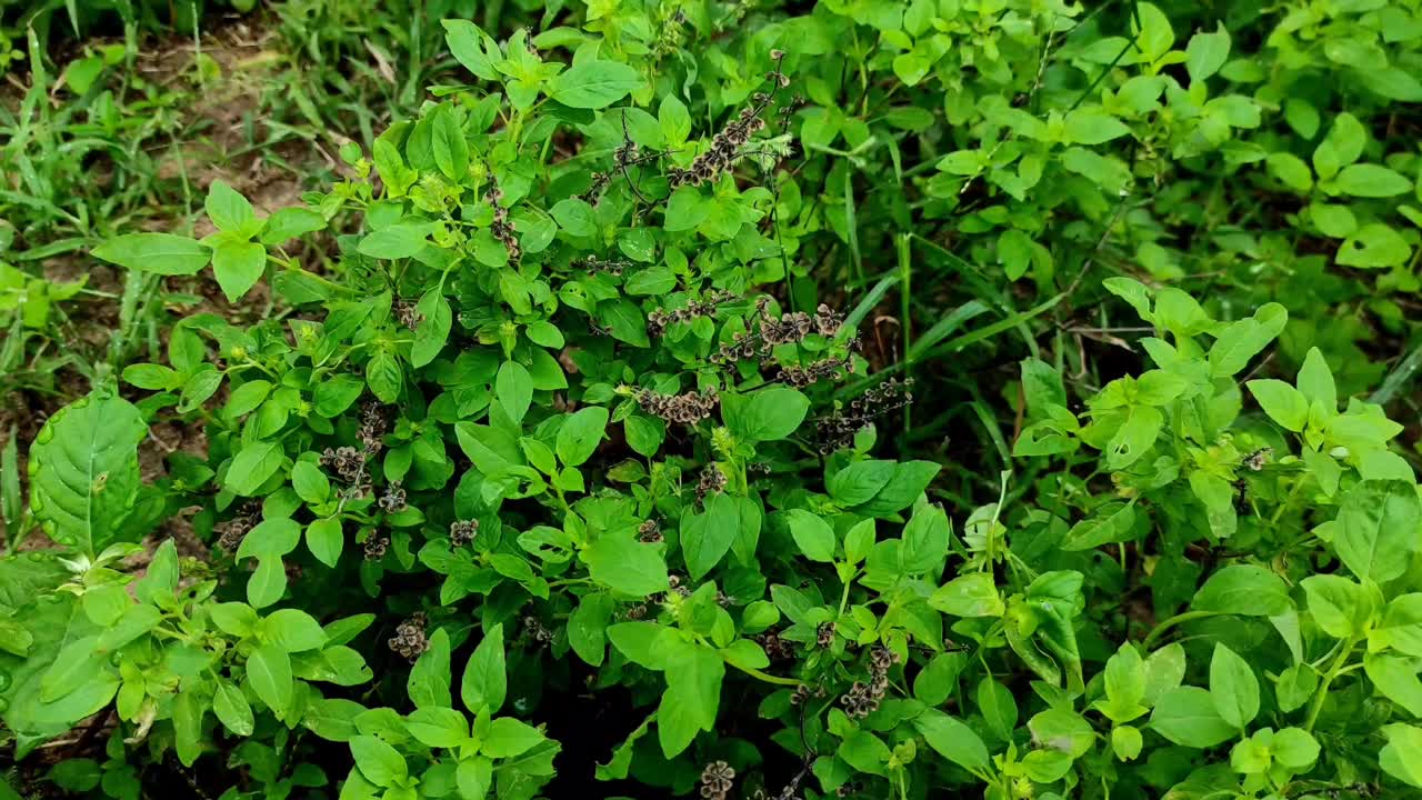 特写镜头常见的甜罗勒植物背景模糊视频素材