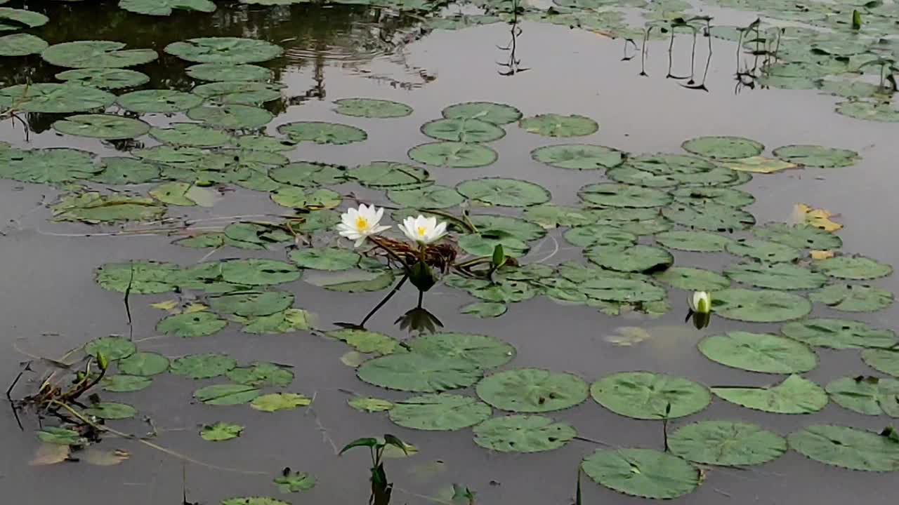 白色睡莲的特写镜头视频素材