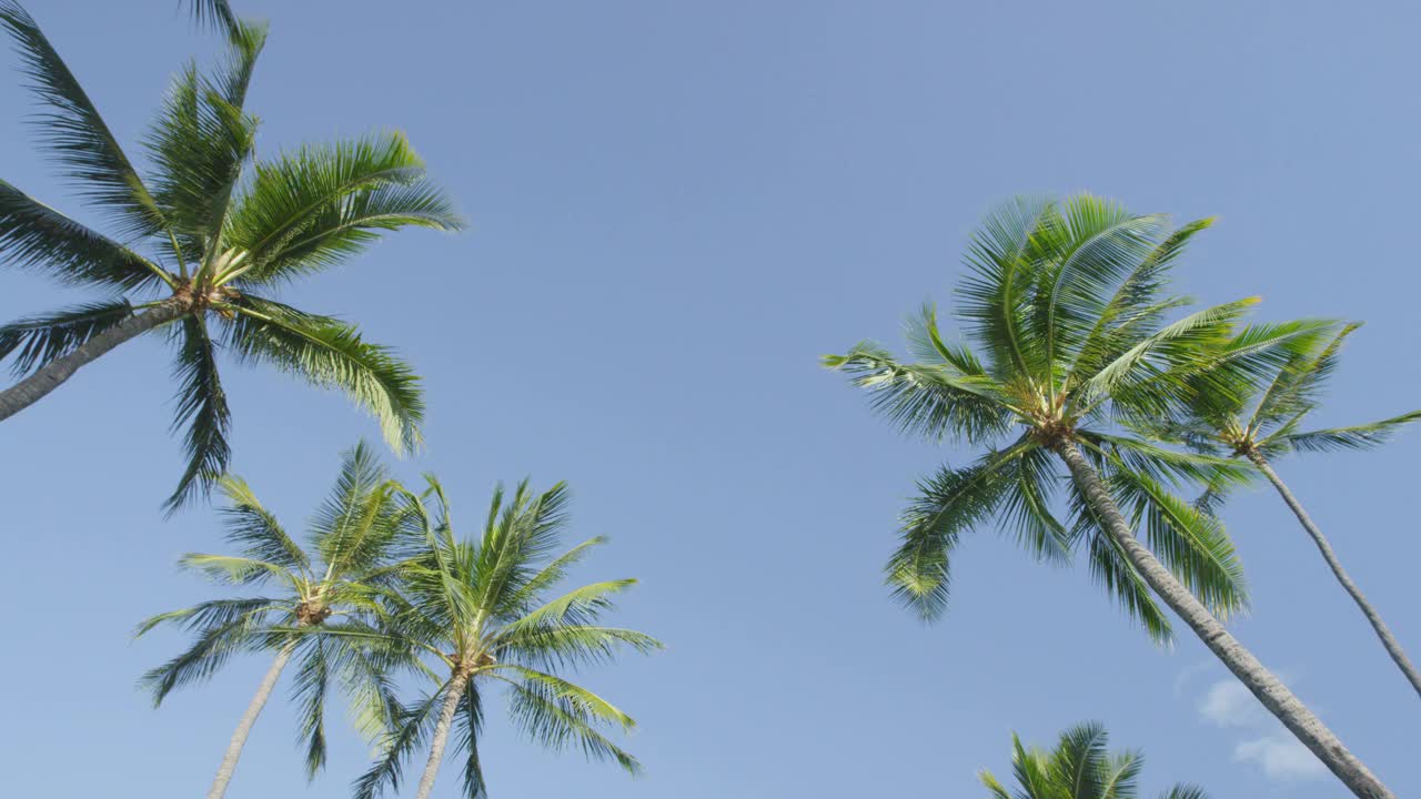 热带天堂海滩上的棕榈树和湛蓝的天空。美丽的棕榈树夏日度假旅游理念。红色4k慢镜头。视频素材