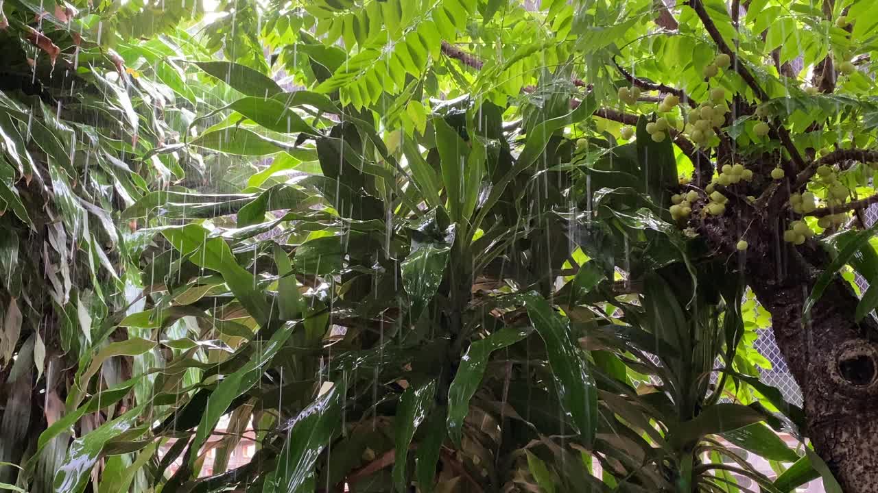 大雨浇在星醋栗树上，枝叶茂盛。视频素材