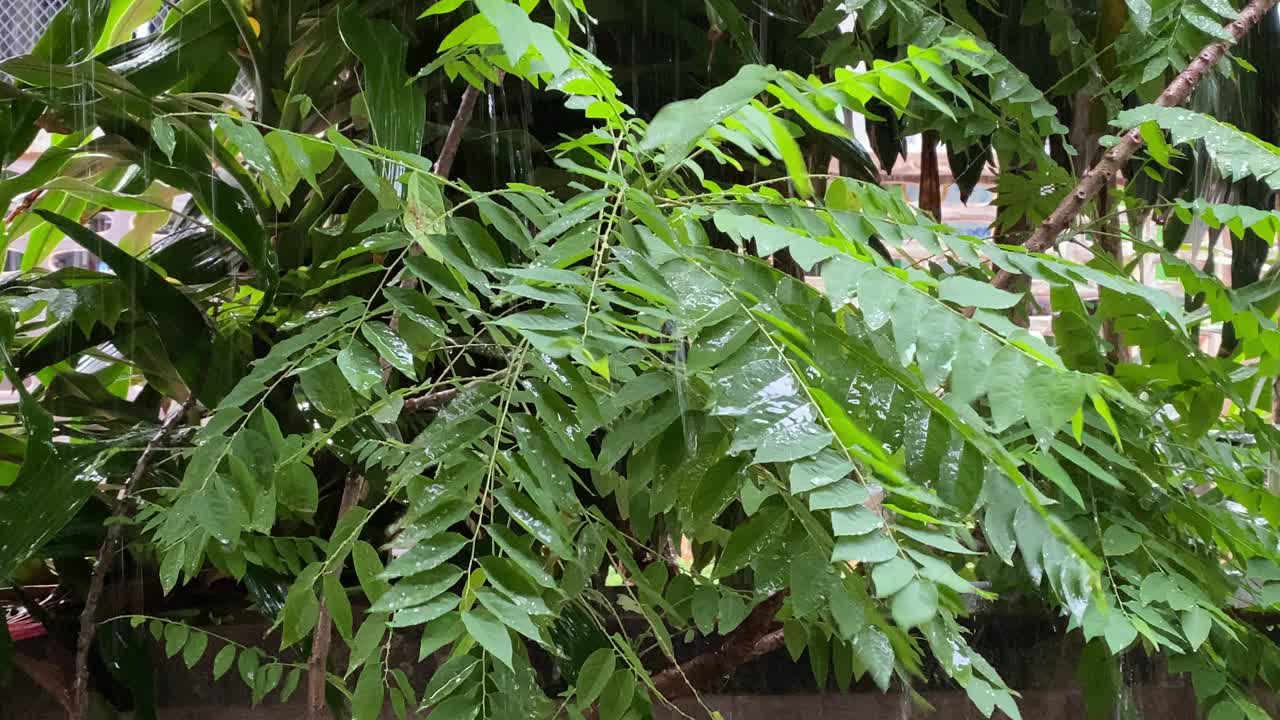 大雨落在星醋栗树上视频素材