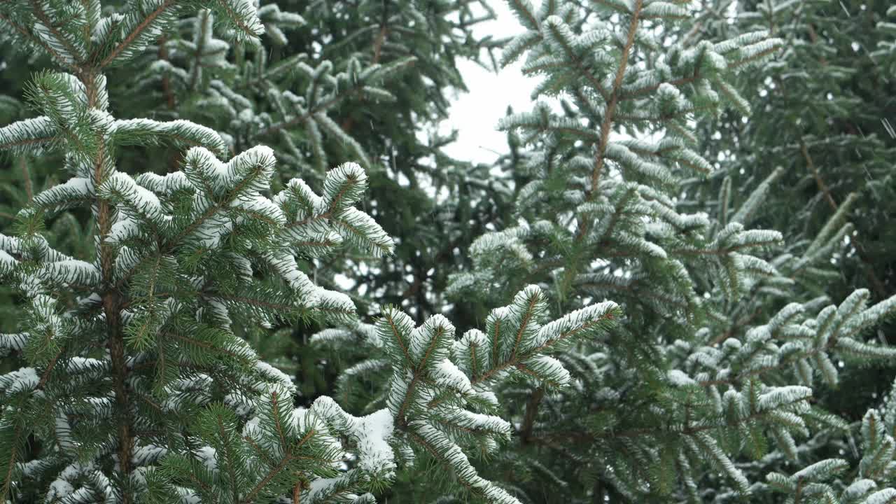 针叶林的降雪视频素材