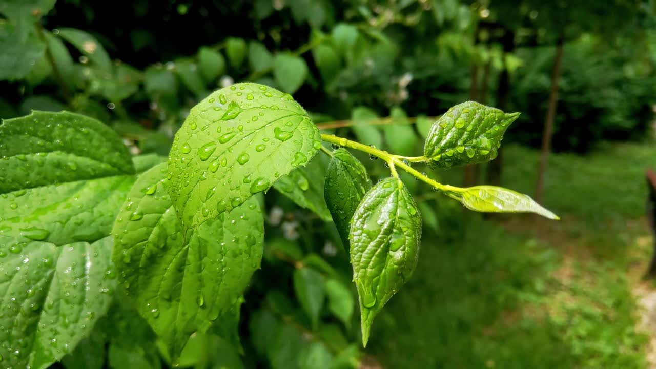 公园里雨后灌木丛的绿色树枝上的水滴视频素材