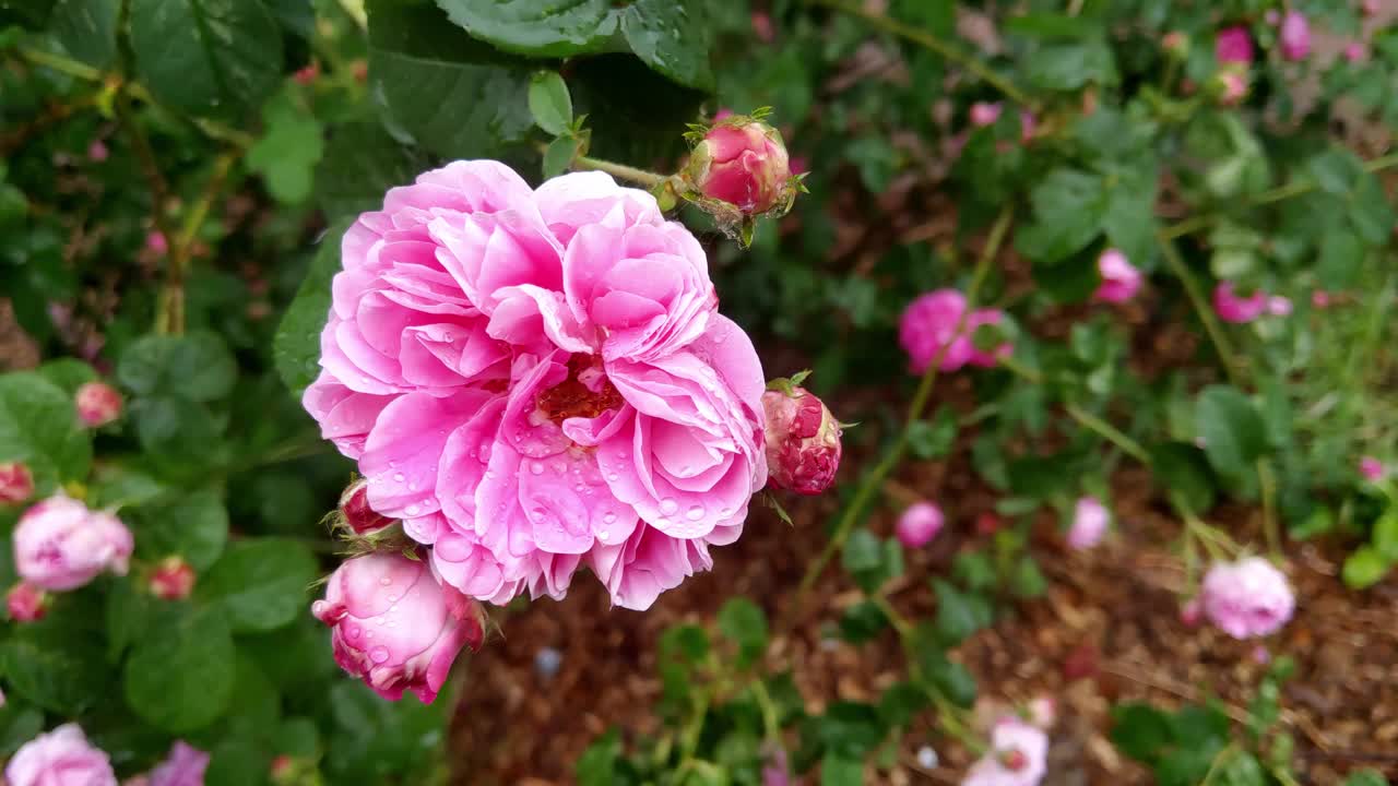 花园中盛开的玫瑰花蕾的特写镜头视频素材