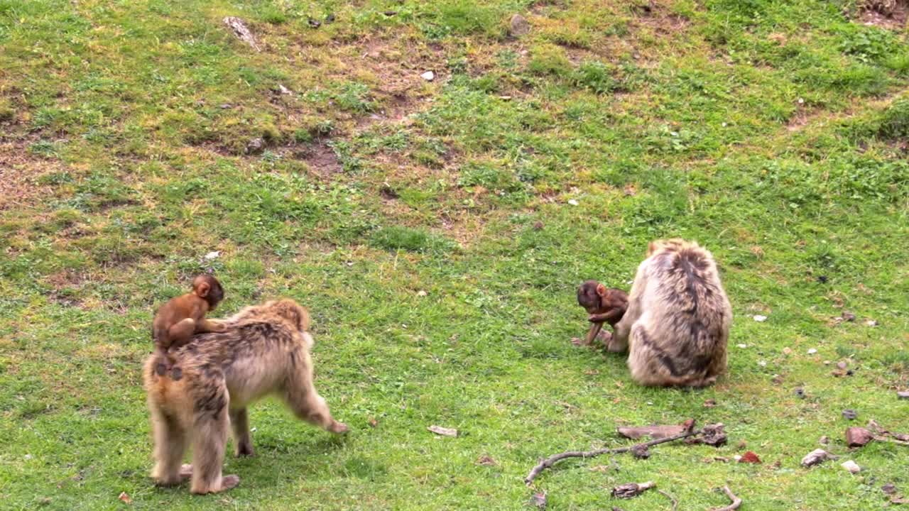 近距离拍摄猴子和幼崽在草地上。胶片颗粒视频素材