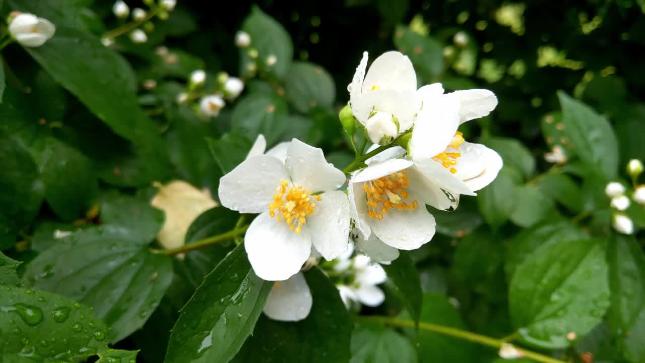 夏天花园里盛开着芬芳的茉莉花视频素材