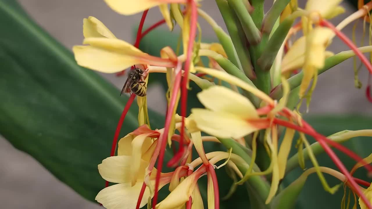 黄蜂在桔梗百合花周围爬行视频素材