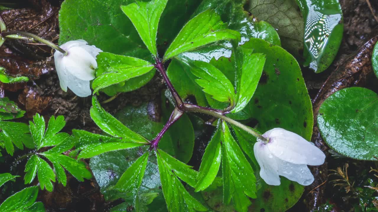 新鲜的野生春花细节银莲花在绿色的大自然中快速绽放视频素材