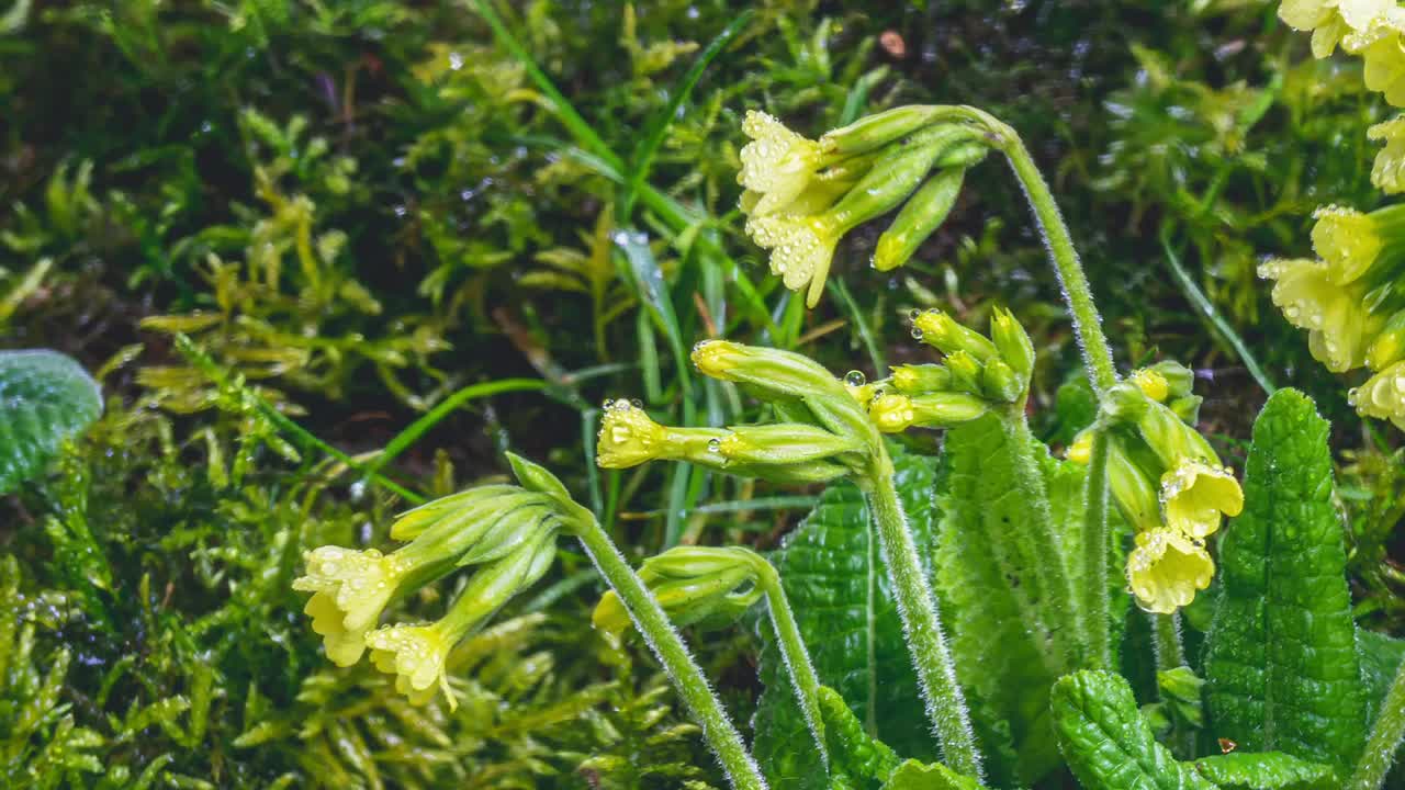 春天的报春花草本花的特写，报春花在绿色的苔藓草地上盛开生长的时间流逝视频素材