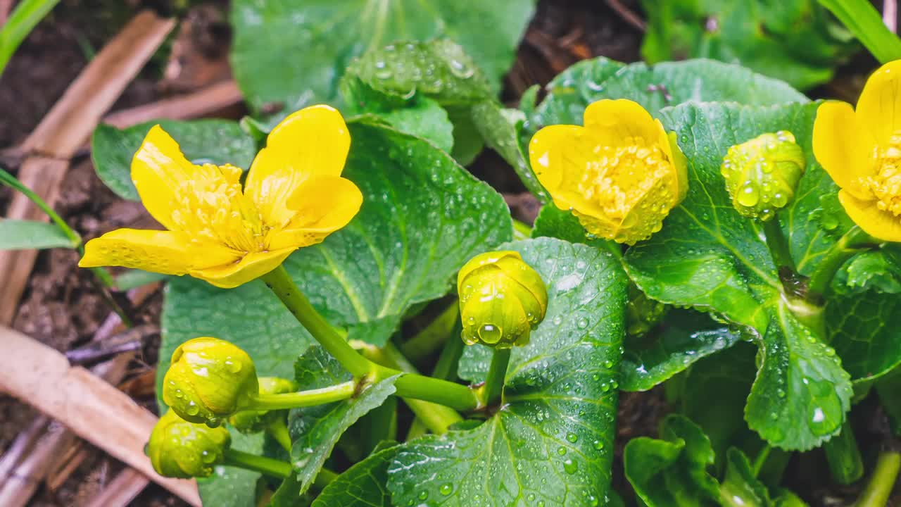 春季沼泽万寿菊花沼泽caltha palustris快速开花沼泽生长时间流逝视频素材