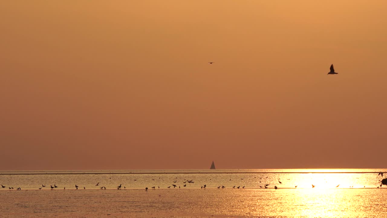 到处都是鸟的海滩/甚至是沙滩上的沃格尔视频素材