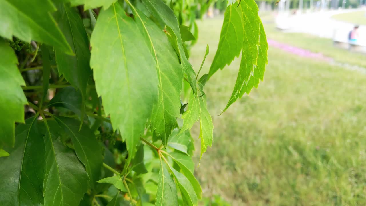 花园里漂亮的绿葡萄视频素材