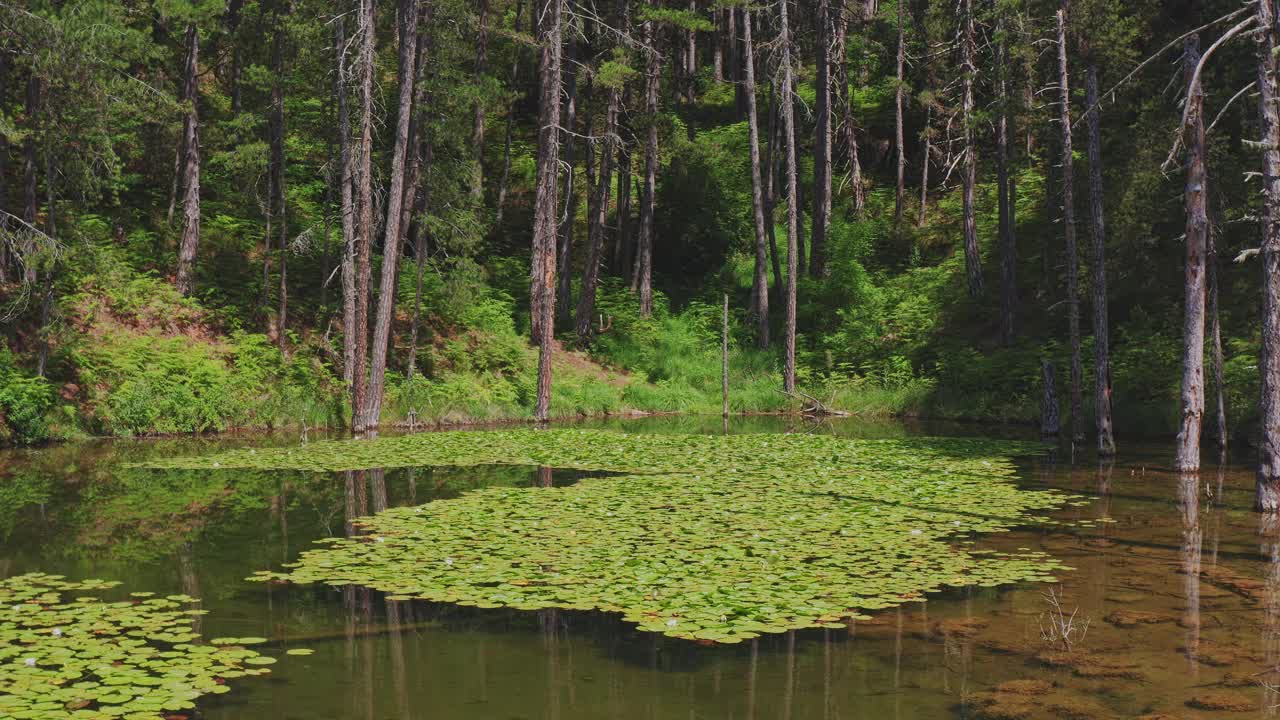 4K空中湖与睡莲(佐里卡湖)-伊庇鲁斯，Metsovo，希腊视频素材