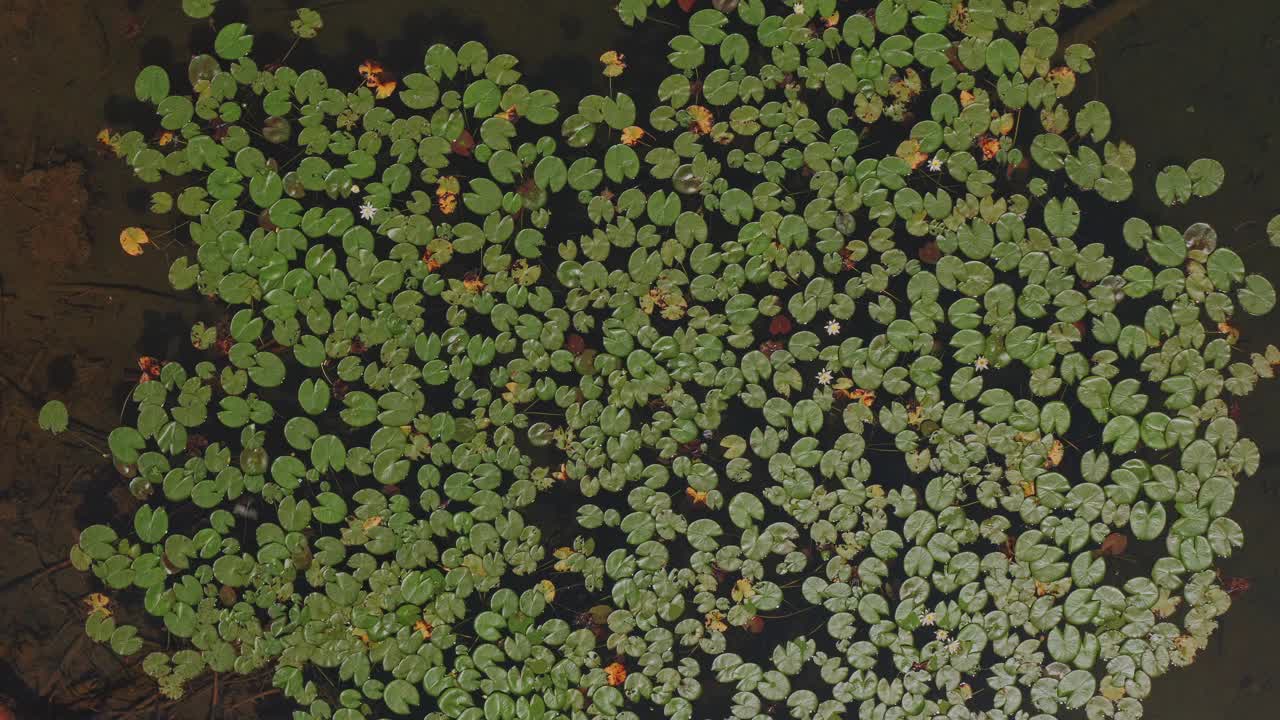 4K空中湖与睡莲(佐里卡湖)-伊庇鲁斯，Metsovo，希腊视频素材