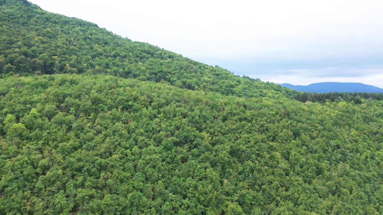 美丽的秋天的森林视频素材