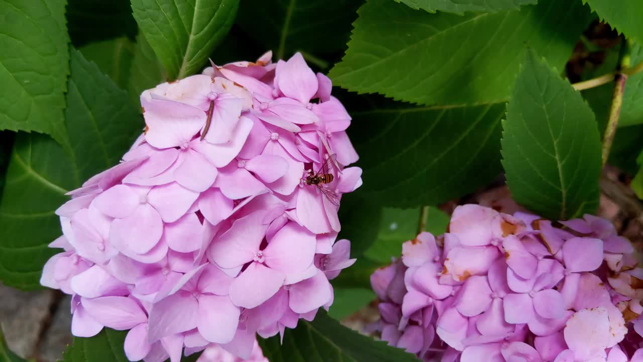 绣球花在春天和夏天盛开在花园里视频素材