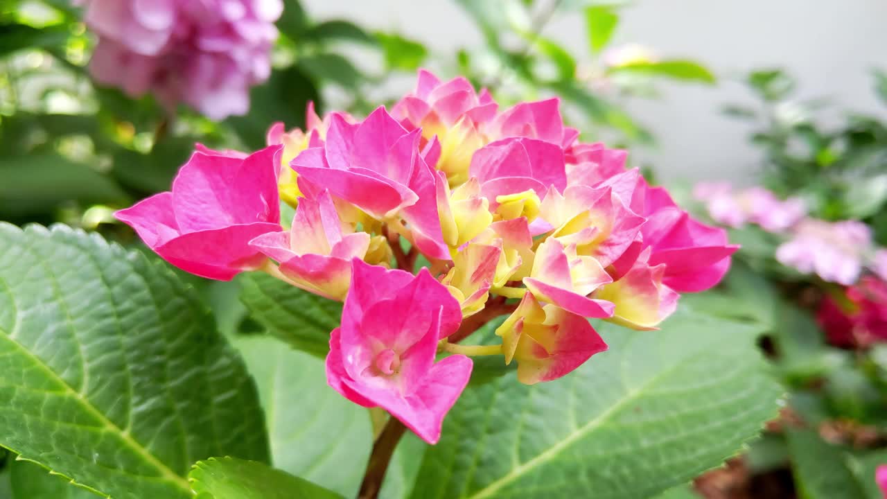 绣球花在花园里，轻随风摇曳，夏季，花期，自然美概念视频素材