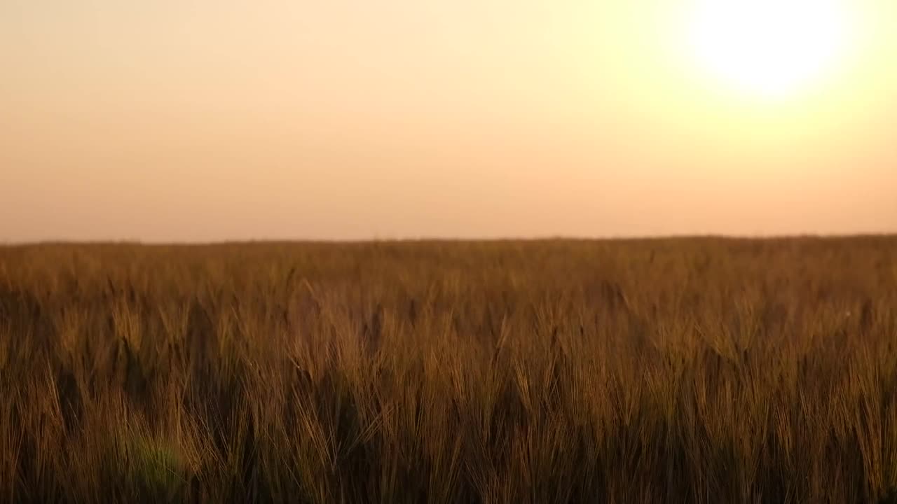 麦田。夕阳西下，金黄的麦穗在田里成行。农业收割小麦。丰收的概念视频素材