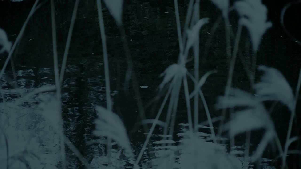 河中的芦苇随风摇曳，原野摇曳，倒影朦胧。视频素材