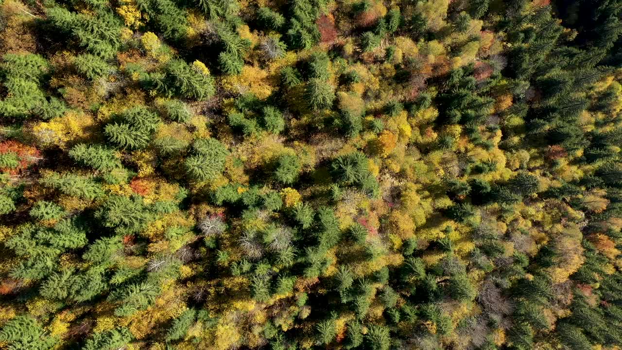 鸟瞰图的黄色桦树森林冠层。无人驾驶飞机在上空飞行视频素材