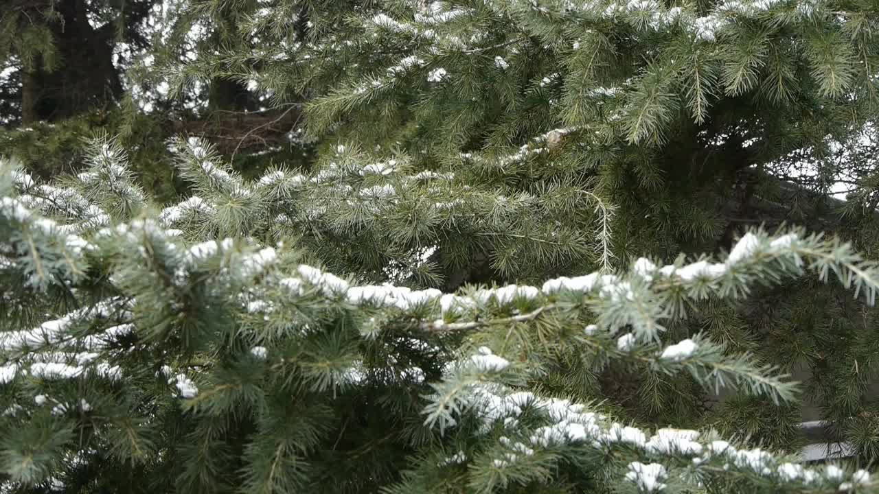 松树被积雪覆盖。视频素材