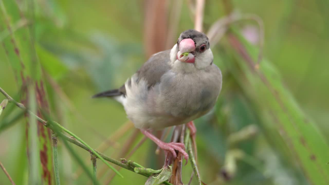 4K自然野生动物镜头的美丽的鸟爪哇麻雀(Lonchura oryzivora)在马来西亚沙巴州。视频素材