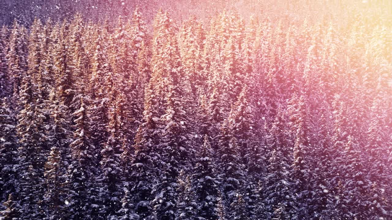 动画的光点在下雪和冬天的风景视频素材