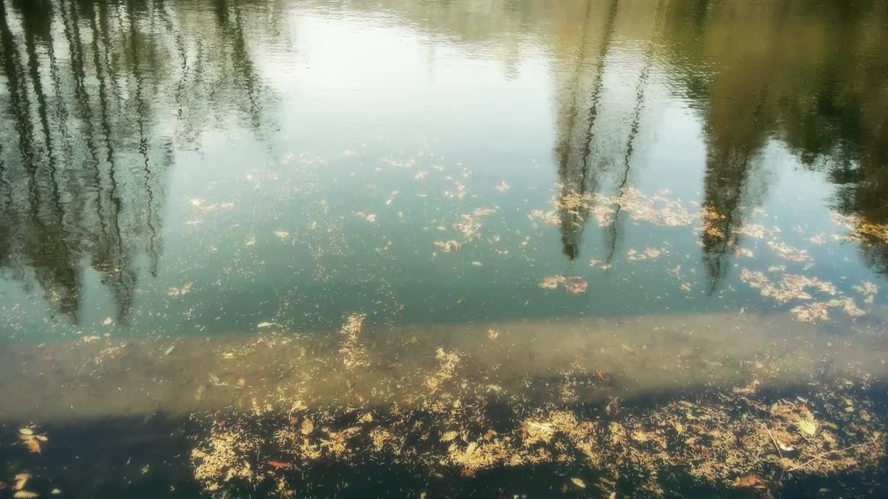 森林倒影在水中，水杉树叶漂浮在湖面上，涟漪，冷杉。视频素材