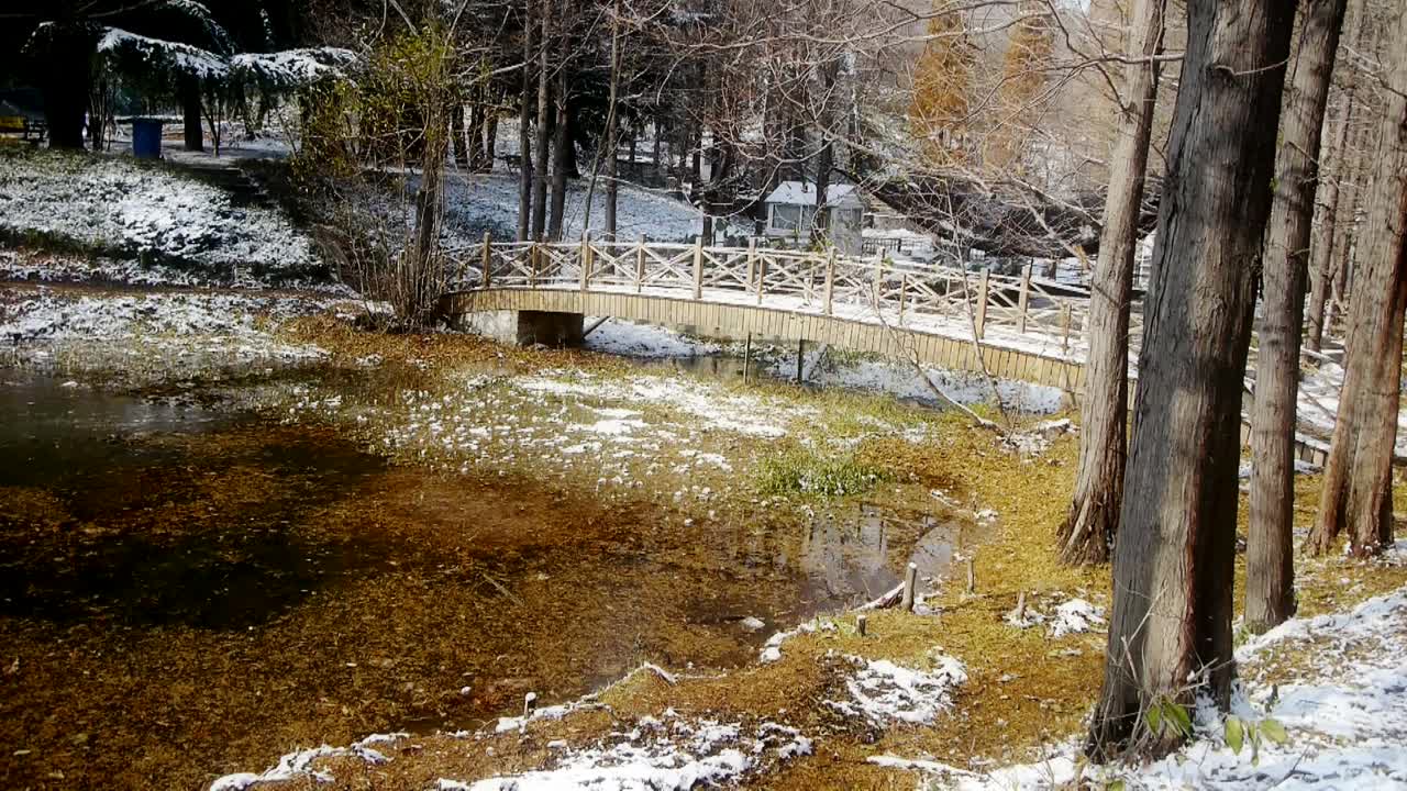 林桥倒影在水中，水杉飘浮在湖面，荡漾视频素材