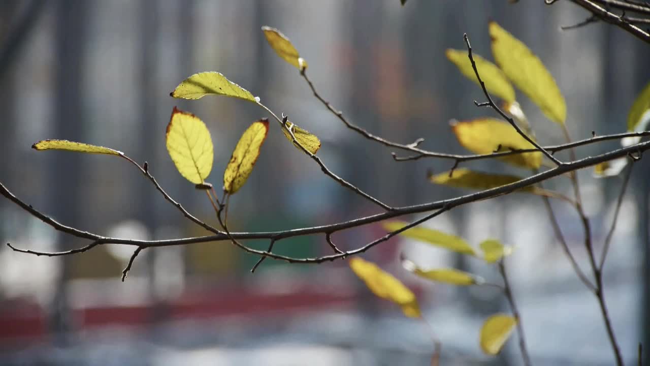 灌木的绿叶在风中发芽、发芽、发芽。视频素材