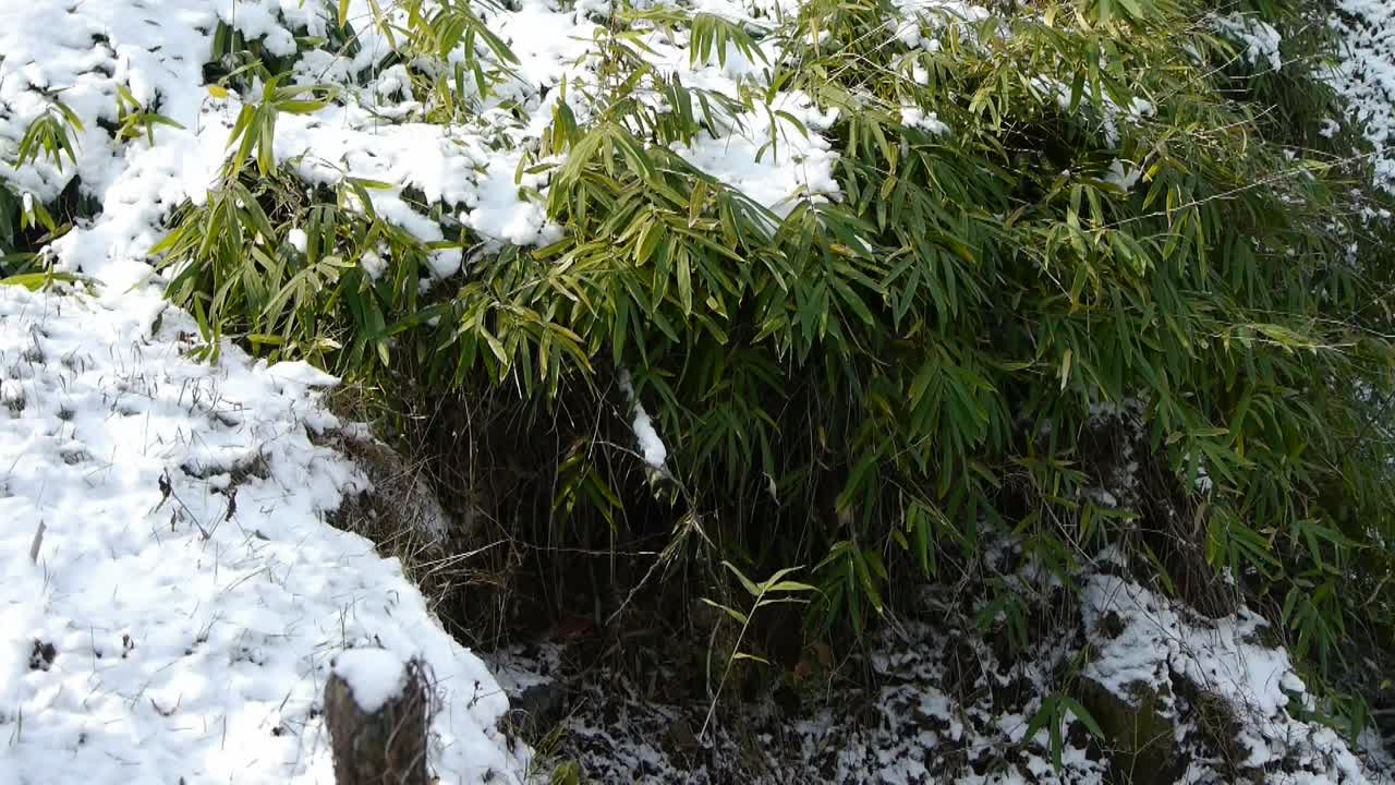 积雪覆盖的竹林，随风摇曳。视频素材