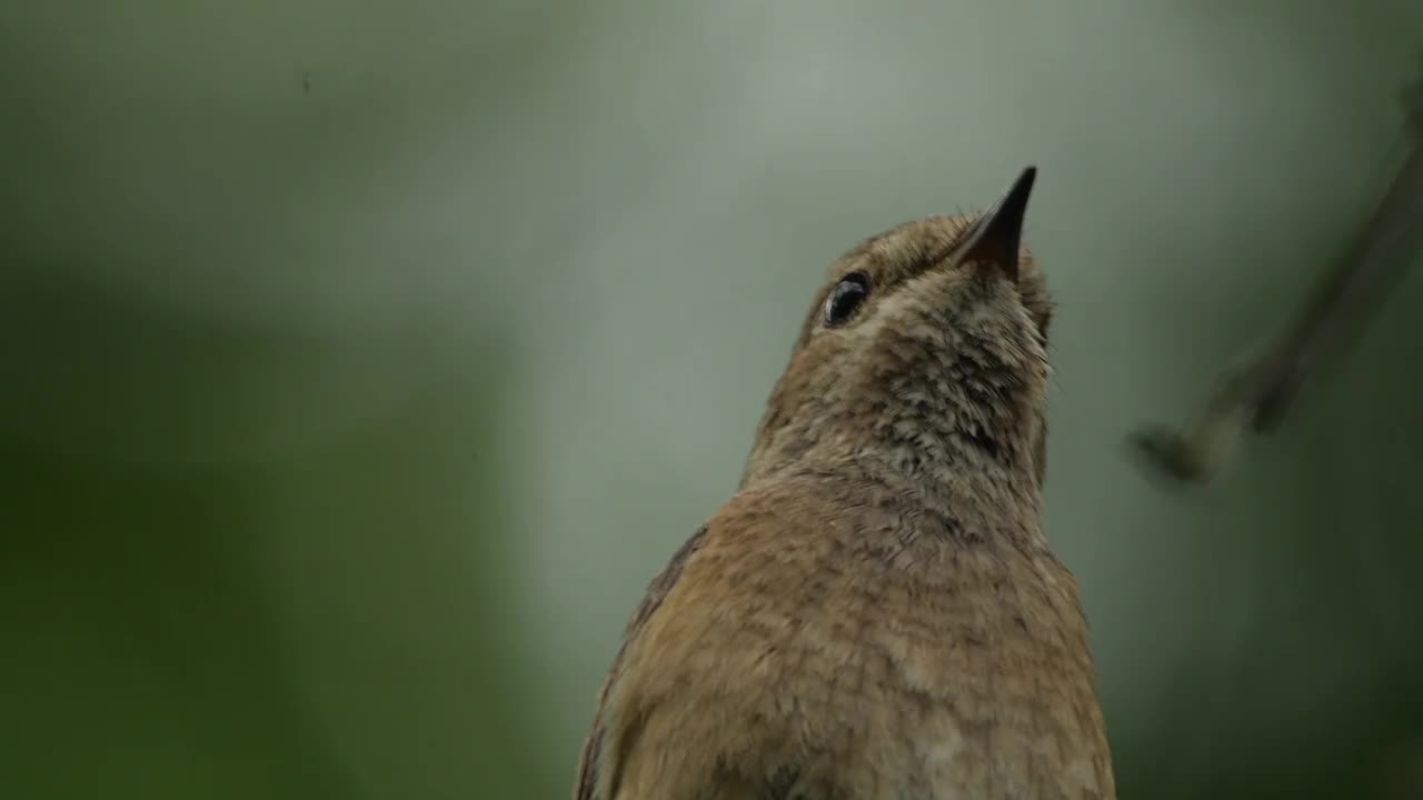 普通红尾鱼(腓尼基尾鱼)歌唱，白俄罗斯视频素材