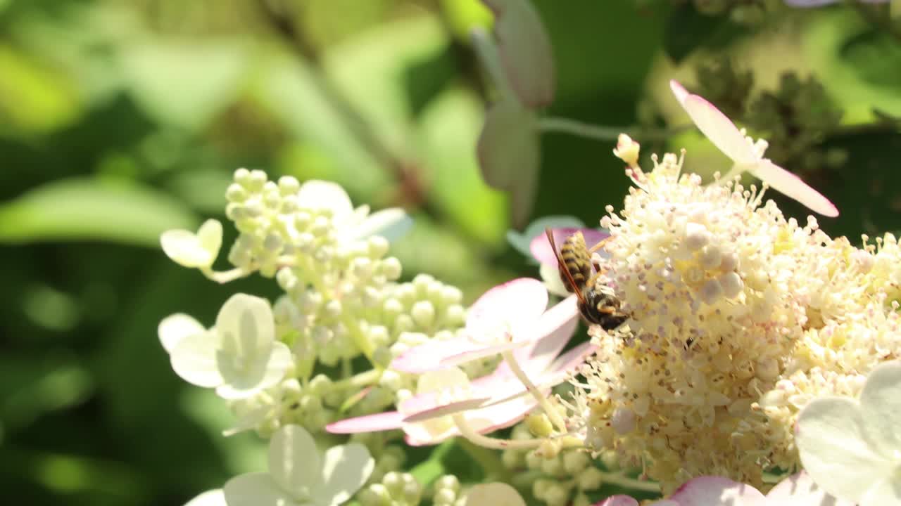 在一个阳光明媚的夏日，一只黄蜂坐在一朵白花上采集花蜜视频素材