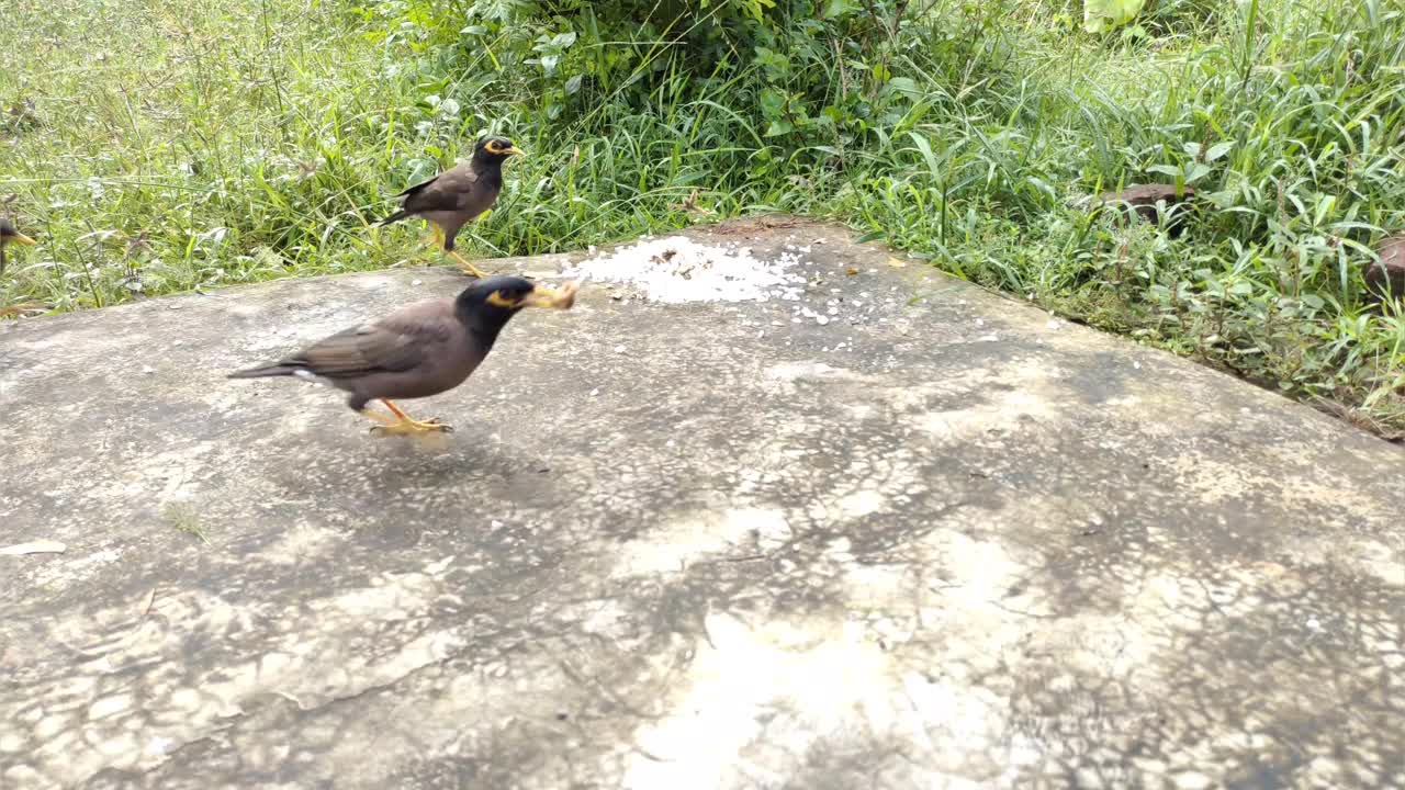 八哥成群进食。视频素材