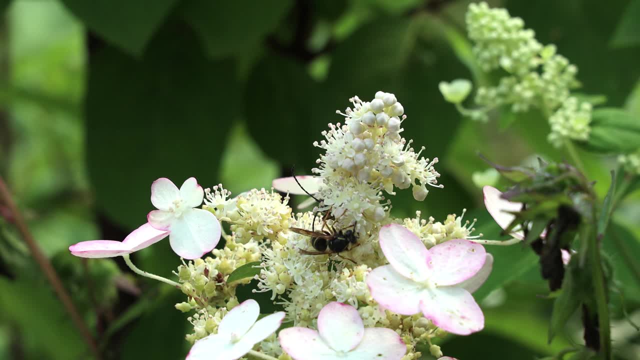 在一个阳光明媚的夏日，一只黄蜂坐在一朵白花上采集花蜜视频素材