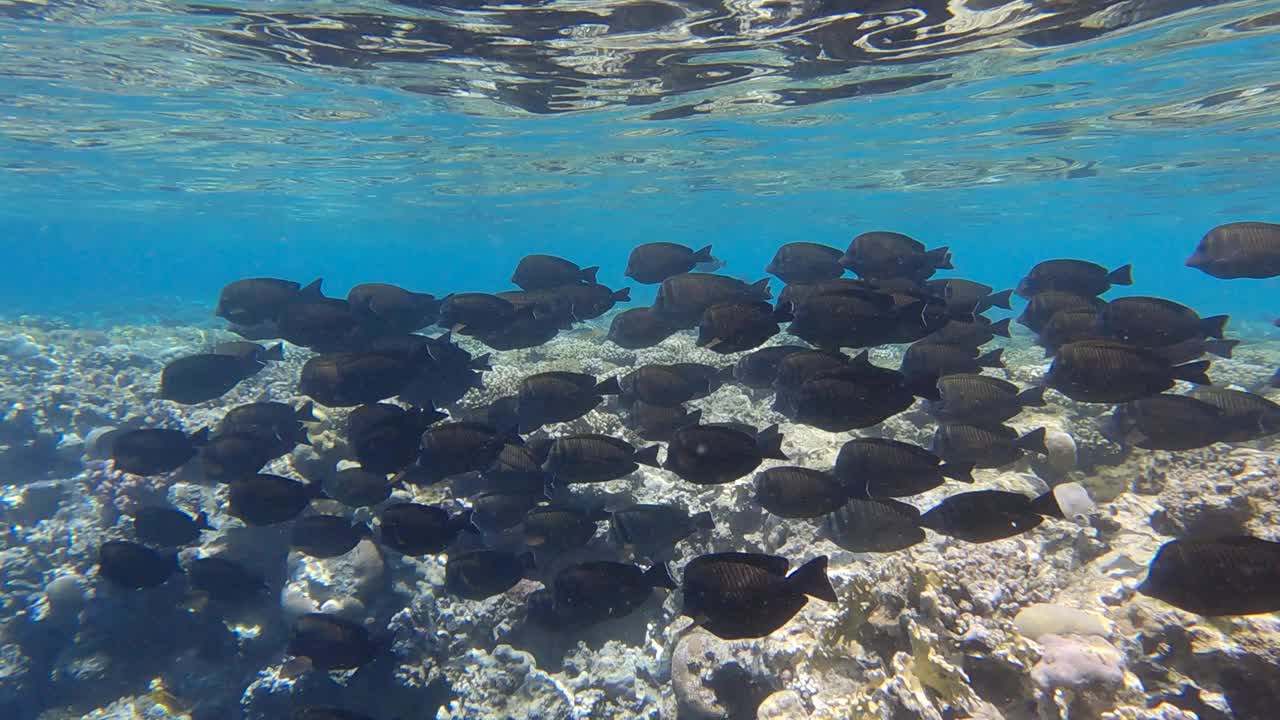 阳光下，一群热带鱼在珊瑚礁附近的浅水区游泳。海洋里的水下生物。缓慢的运动。视频素材