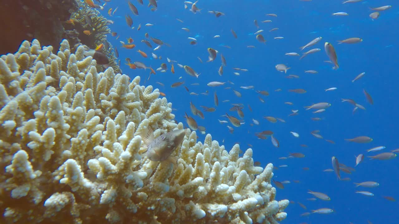 五颜六色的热带鱼在美丽的珊瑚礁附近游动。阿拉伯黄颡鱼(Chromis flavaxilla)，白颡鱼(Pseudanthias squamipinnis)视频素材