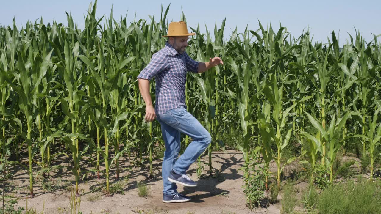 快乐的男农民在玉米地里跳舞享受。男工人庆祝有趣的病毒式舞蹈自由。兴奋庆祝成功，成就舞蹈。创造性的人成功的快乐的快乐的快乐的。视频素材