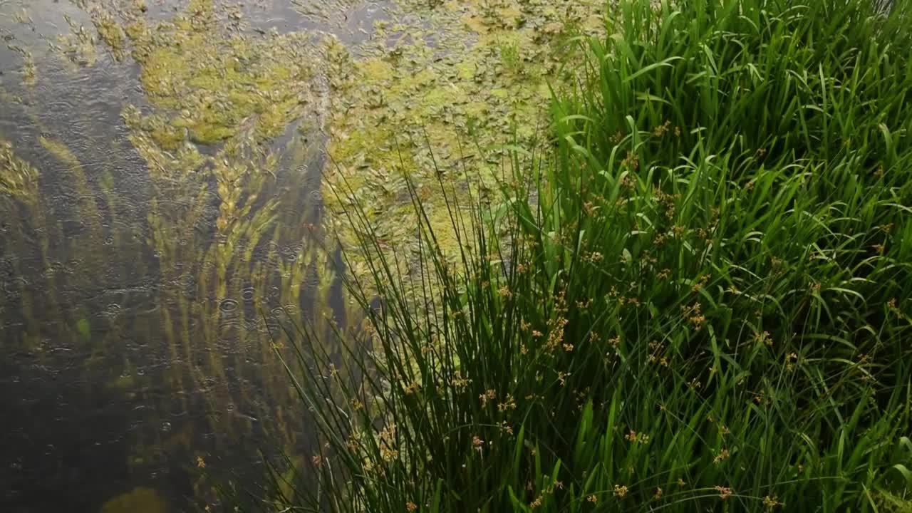 高清视频包括河流、河流花草、岩石、雨天的静水、特写、水上花园。视频素材