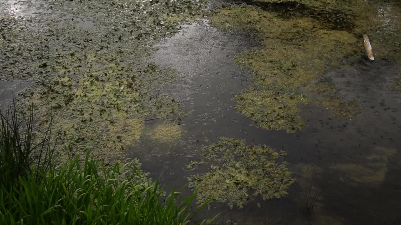 高清视频包括河流、河流花草、岩石、雨天的静水、特写、水上花园。视频素材