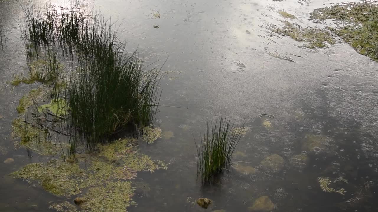 高清视频包括河流、河流花草、岩石、雨天的静水、特写、水上花园。视频素材