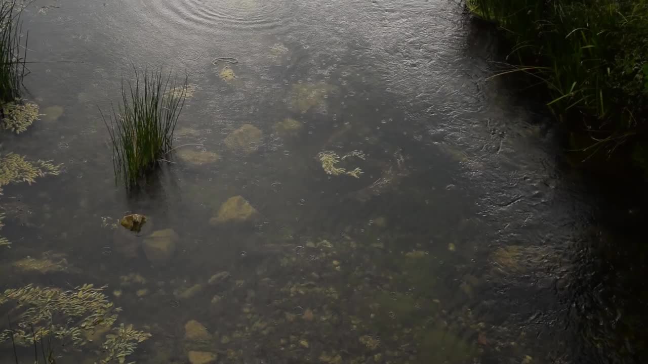 高清视频包括河流、河流花草、岩石、雨天的静水、特写、水上花园。视频素材