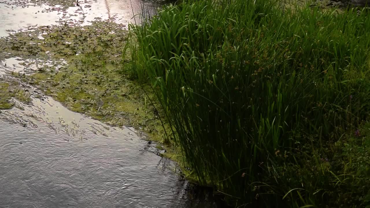 高清视频包括河流、河流花草、岩石、雨天的静水、特写、水上花园。视频素材