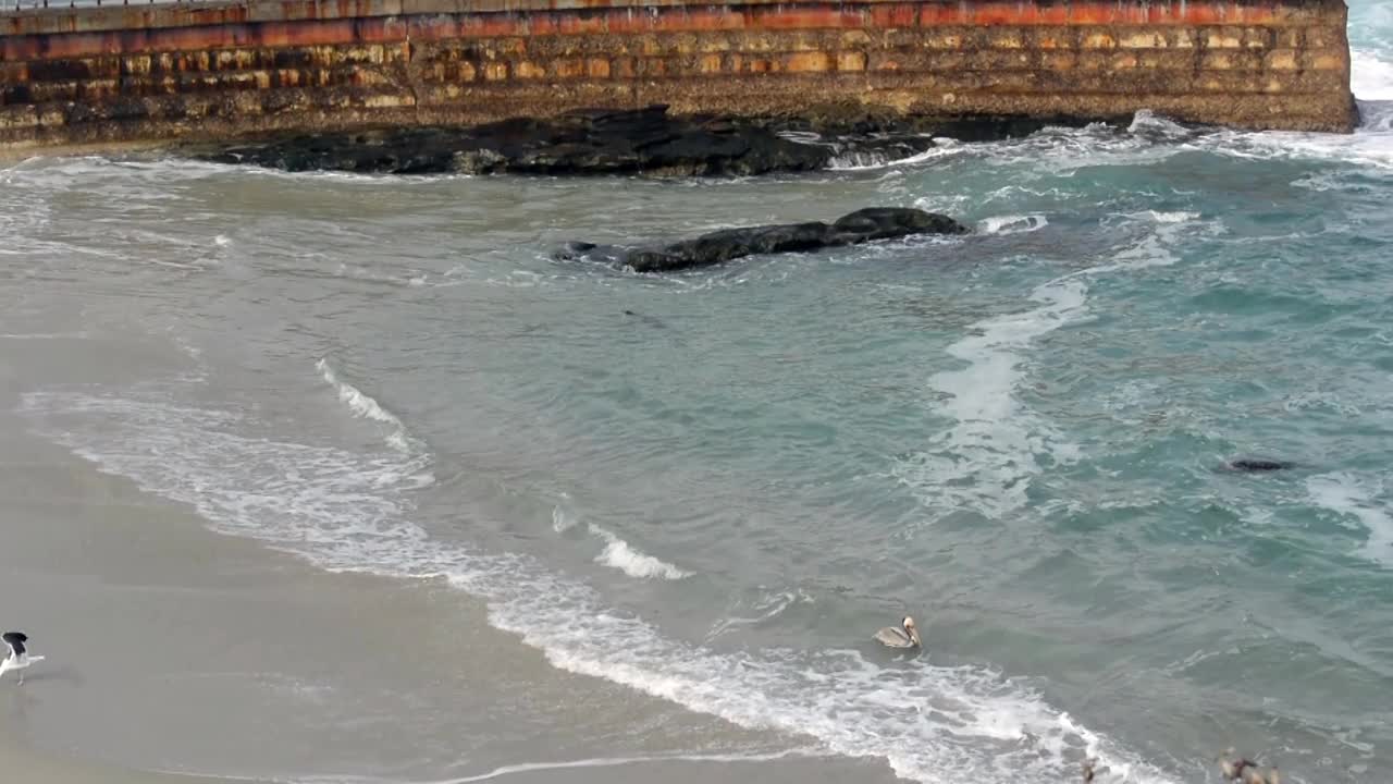 海豹和海鸥在儿童泳池玩耍视频素材