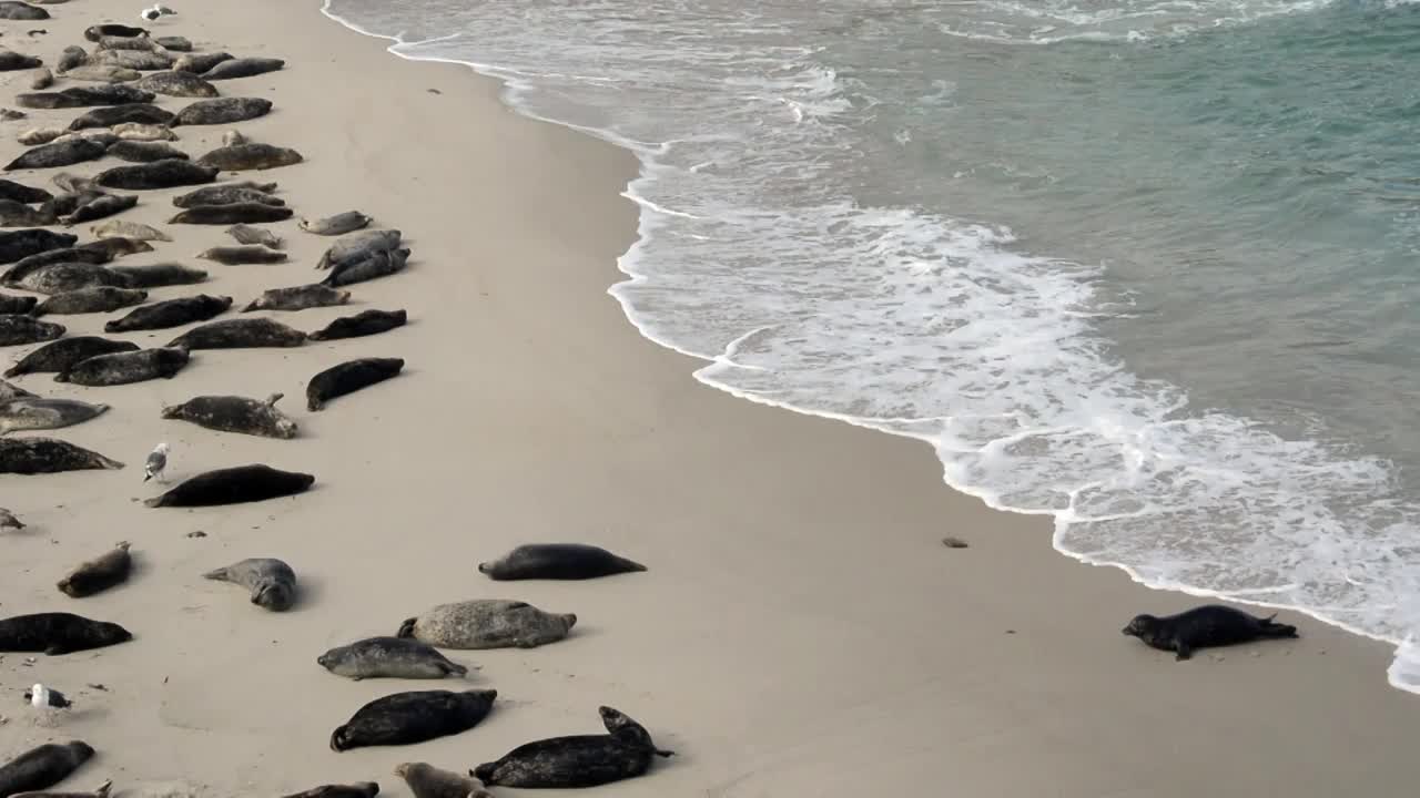 海豹从水里出来，爬过海滩视频素材