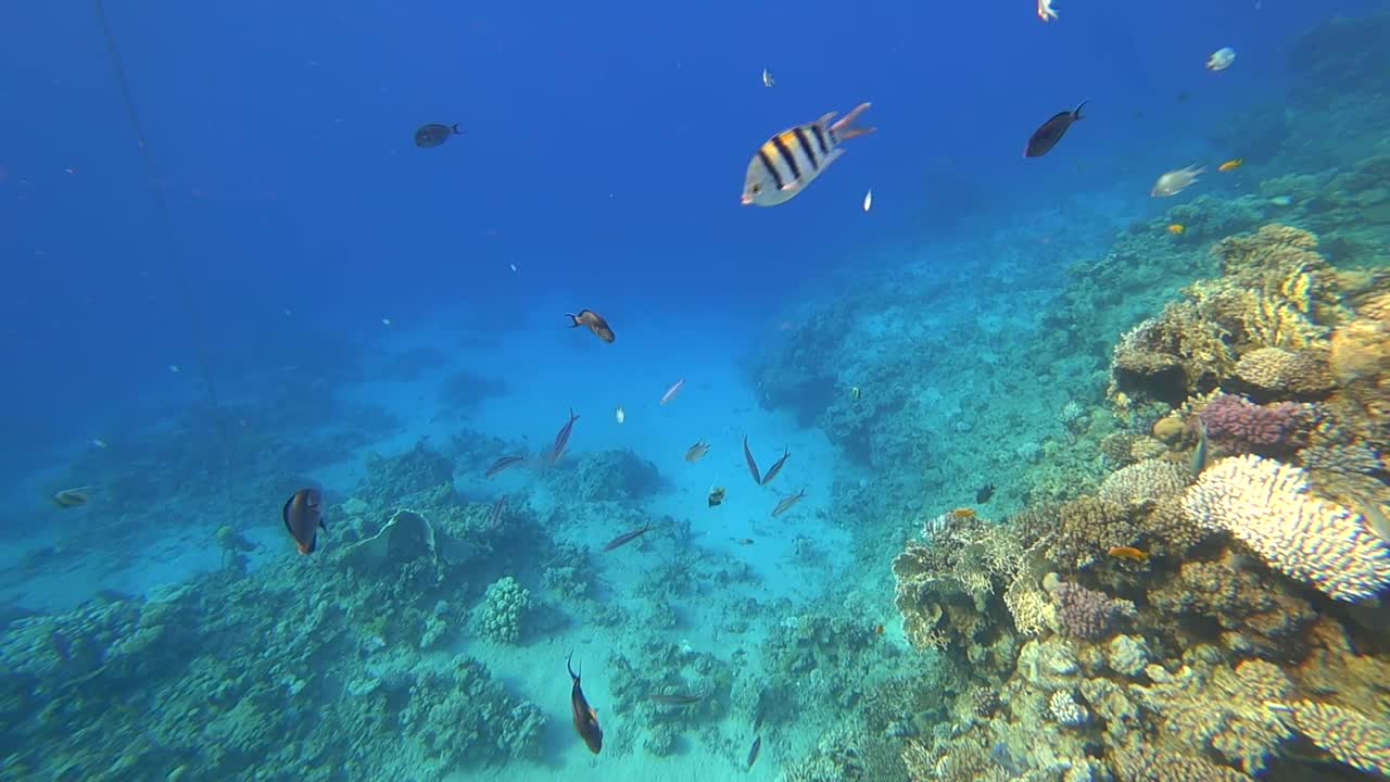 美丽的海底世界在红海的海底，热带鱼在珊瑚附近游泳视频素材