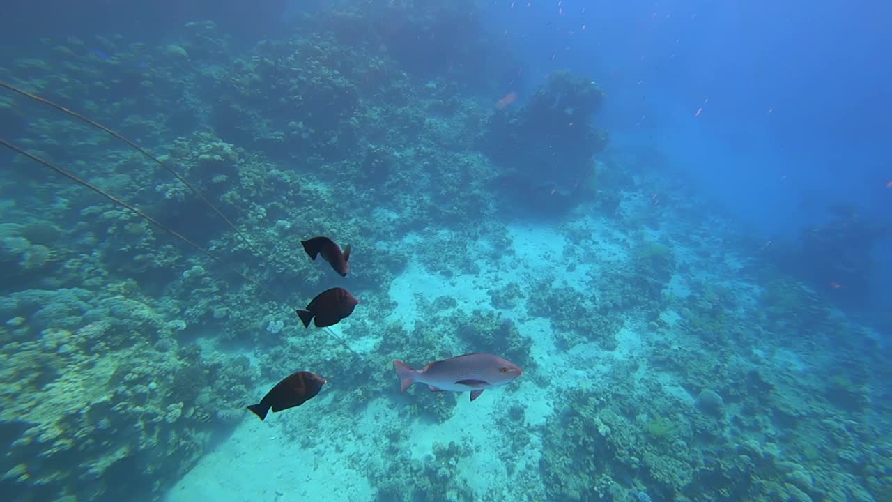 鱼在红海的海底游动以寻找猎物视频素材